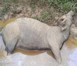 Ilustrasi kerbau mati di Kuantan Singingi (foto/int)